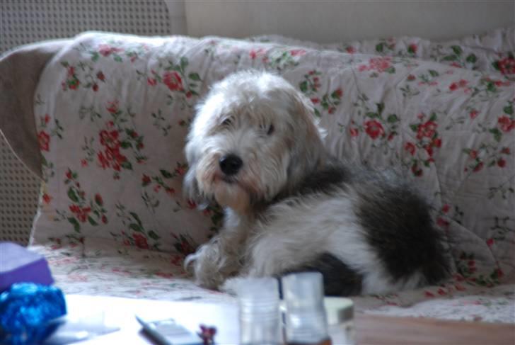 Petit basset griffon wendéen Indiana jones  - indi i sofaen der ligger og stiger ud i det blå (indi som han ser ud idag) billede 6