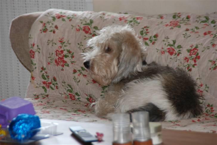 Petit basset griffon wendéen Indiana jones  - indi i sofaen der ser fjernsyn <3 indi som han ser ud idag billede 7