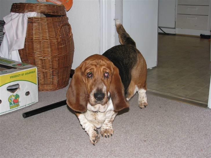 Basset hound Augusta billede 6