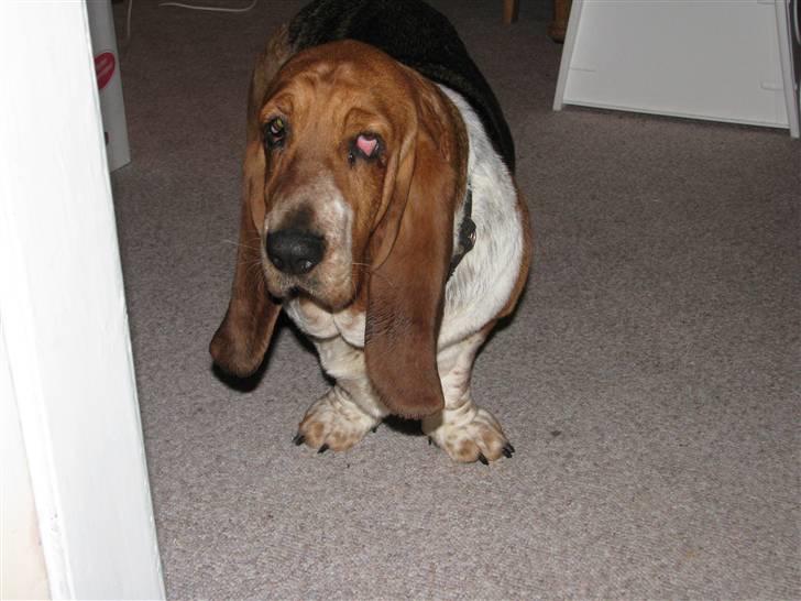 Basset hound Augusta billede 7