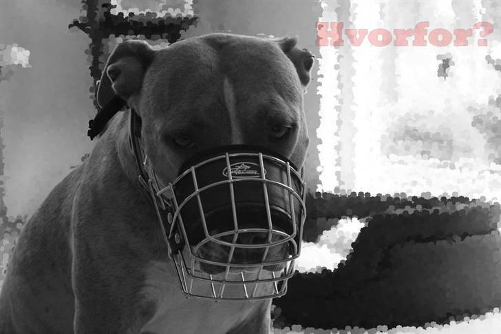 Amerikansk staffordshire terrier Lotus  - Hvorfor straffe de uskyldige.... :( billede 1