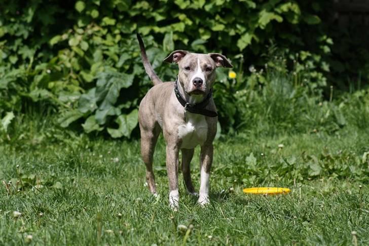 Amerikansk staffordshire terrier Lotus  billede 2