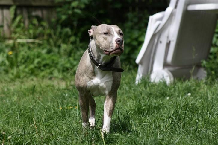 Amerikansk staffordshire terrier Lotus  - ejjjj, gider altså ikke komme nu! billede 3