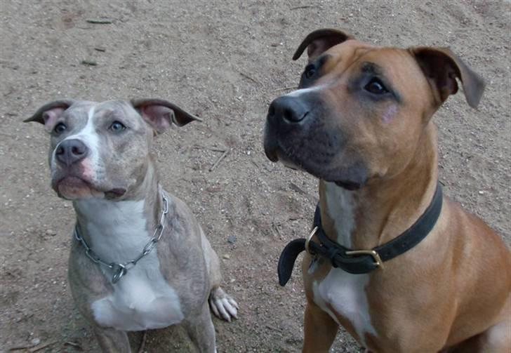 Amerikansk staffordshire terrier Lotus  billede 4