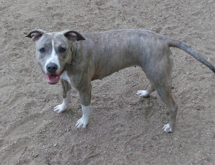 Amerikansk staffordshire terrier Lotus  billede 5