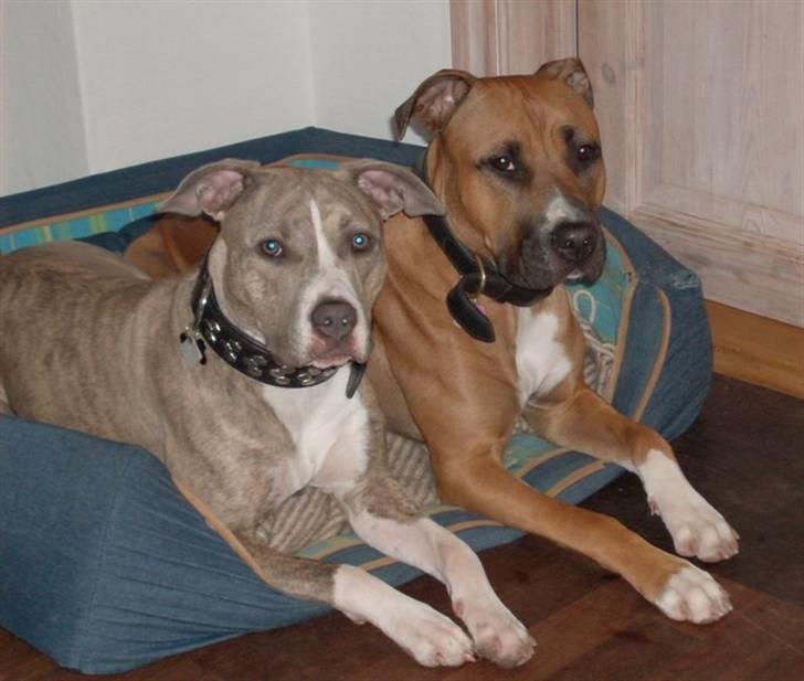 Amerikansk staffordshire terrier Lotus  billede 6