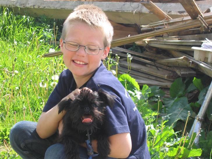 Griffon belge Ramona billede 18