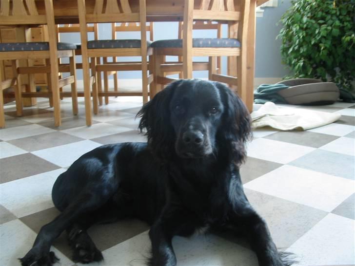 Cocker spaniel Eddie billede 1