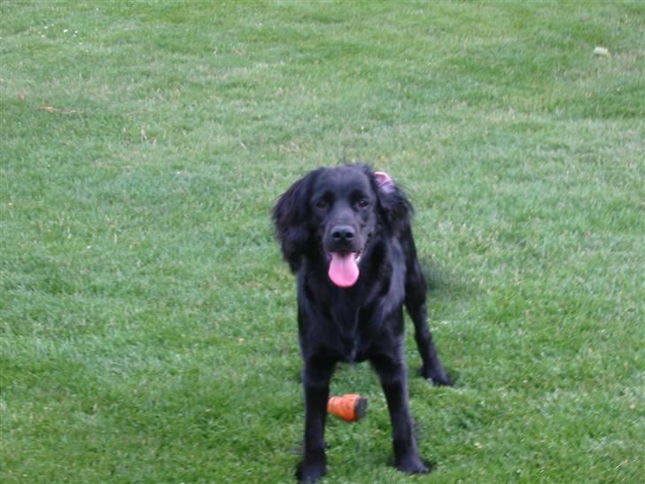 Cocker spaniel Eddie billede 2