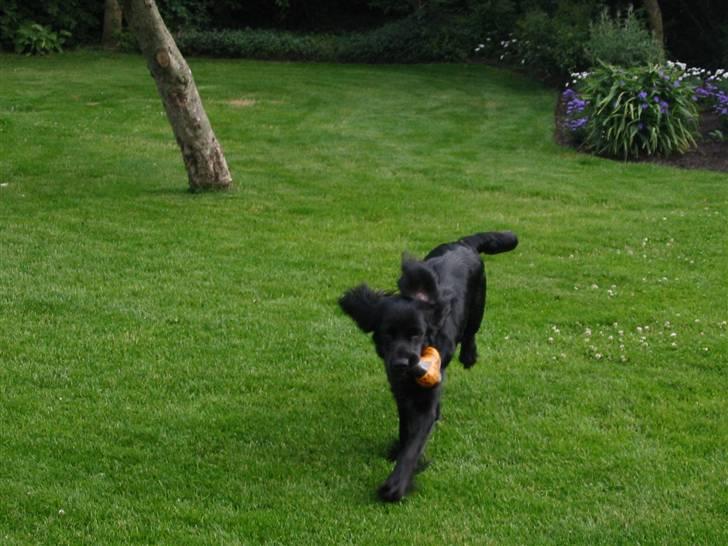 Cocker spaniel Eddie billede 3