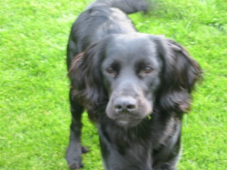 Cocker spaniel Eddie billede 4