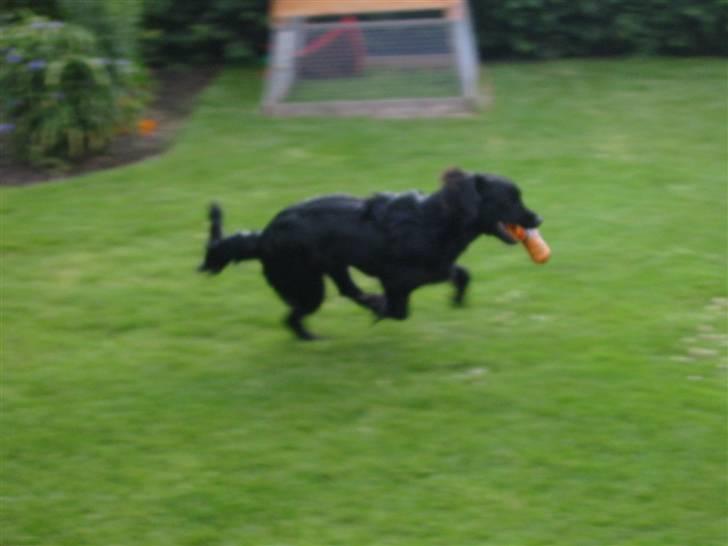 Cocker spaniel Eddie billede 5