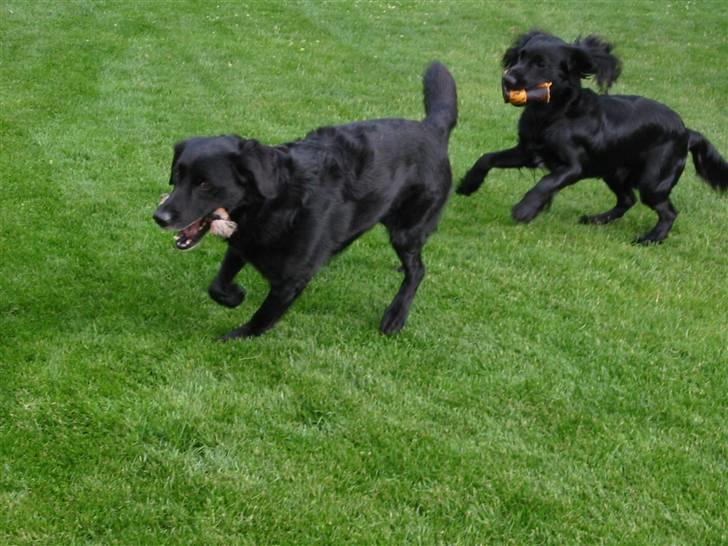 Cocker spaniel Eddie billede 6