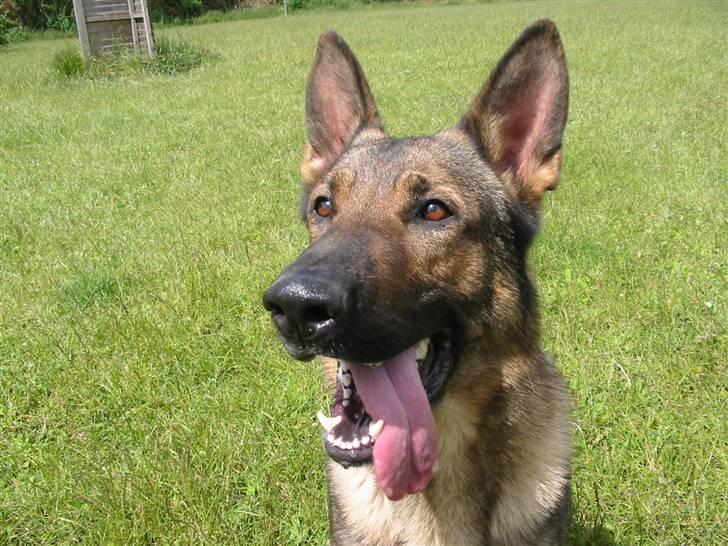 Schæferhund Gasko billede 6