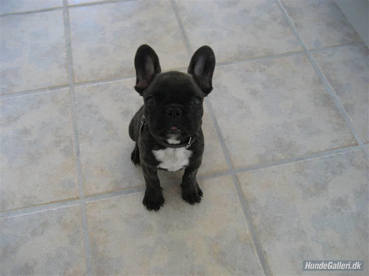 Fransk bulldog Bonzo RIP d. 7.4.10... - hjemme på mormors gulv. billede 9