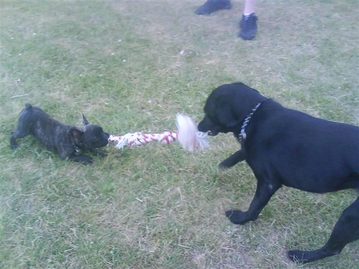 Fransk bulldog Bonzo RIP d. 7.4.10... - hende kan jeg sagtens klar. hiv hiv. billede 10