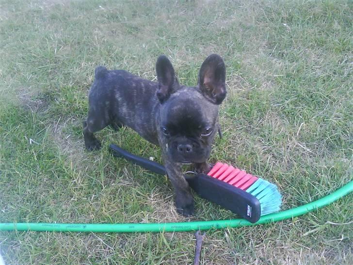 Fransk bulldog Bonzo RIP d. 7.4.10... - jeg skal nok hjælpe med at skruppe billede 11