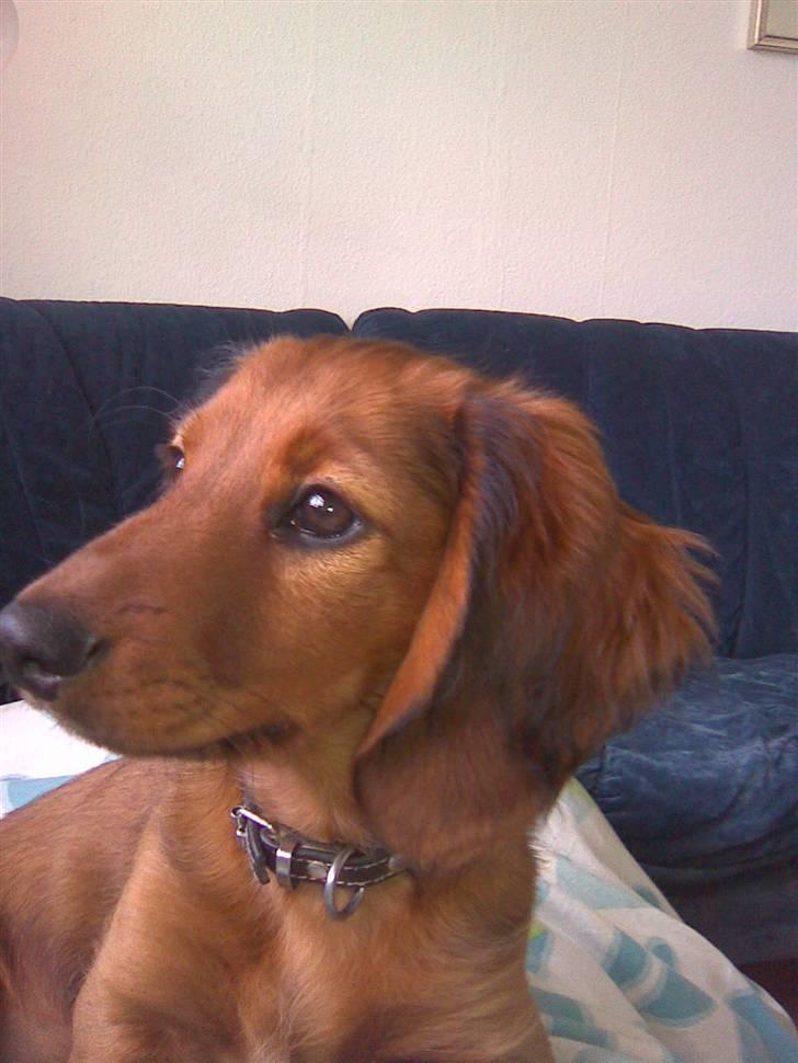 Gravhund Magnus billede 2
