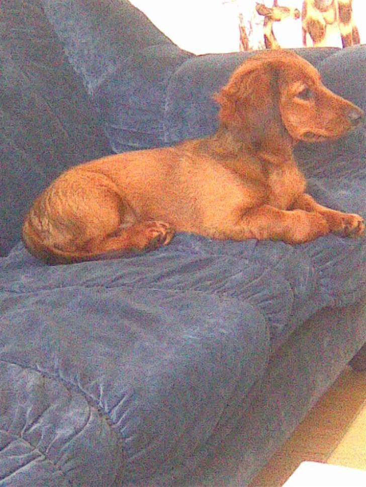 Gravhund Magnus billede 3