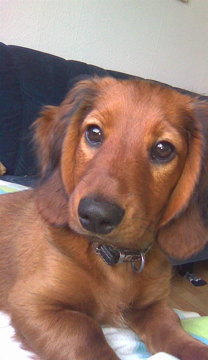 Gravhund Magnus billede 4