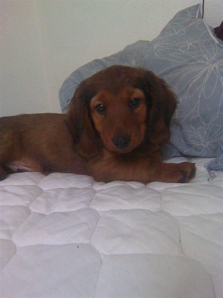 Gravhund Magnus billede 5
