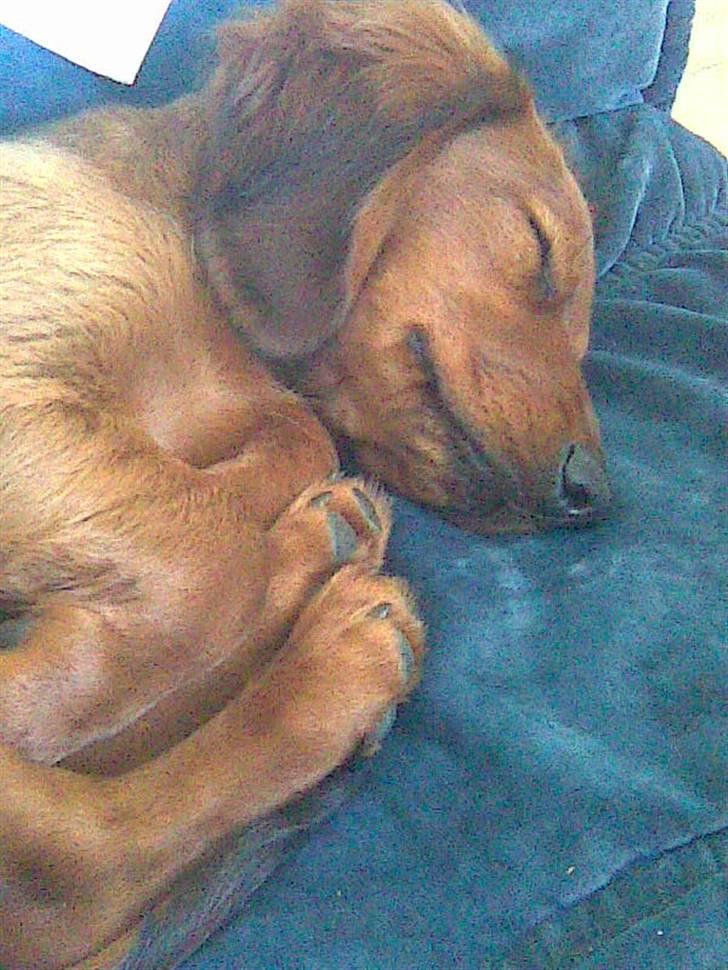 Gravhund Magnus billede 6
