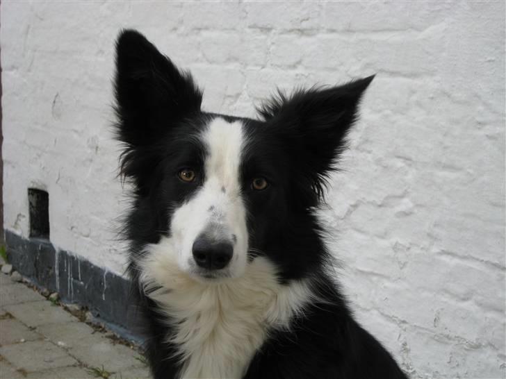 Border collie Bailey RIP billede 17