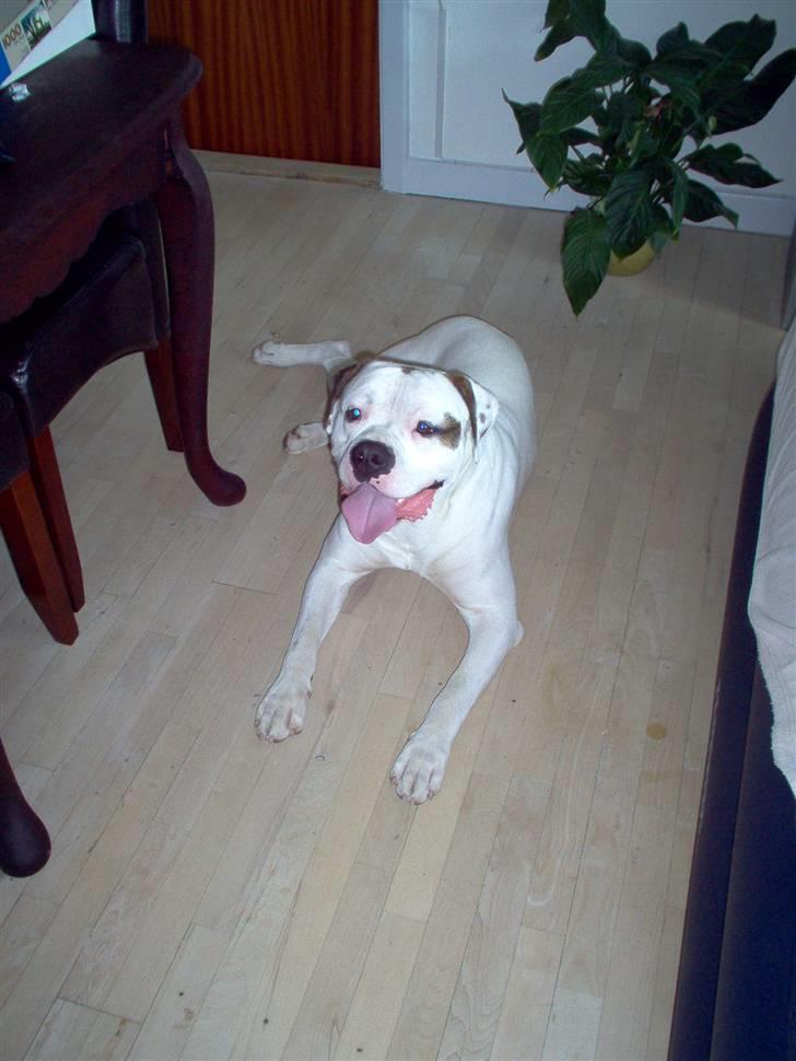 Amerikansk bulldog Batman Hector - Skal jo også slappe af ind i mellem :-) billede 9