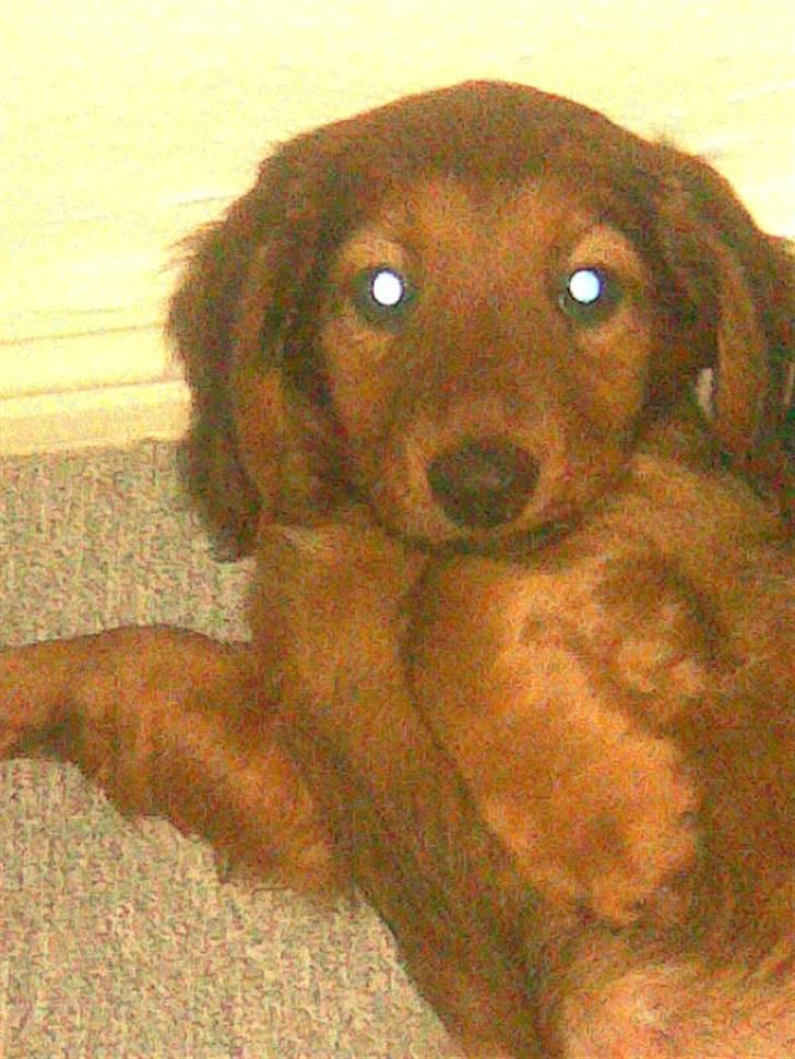 Gravhund Magnus billede 7