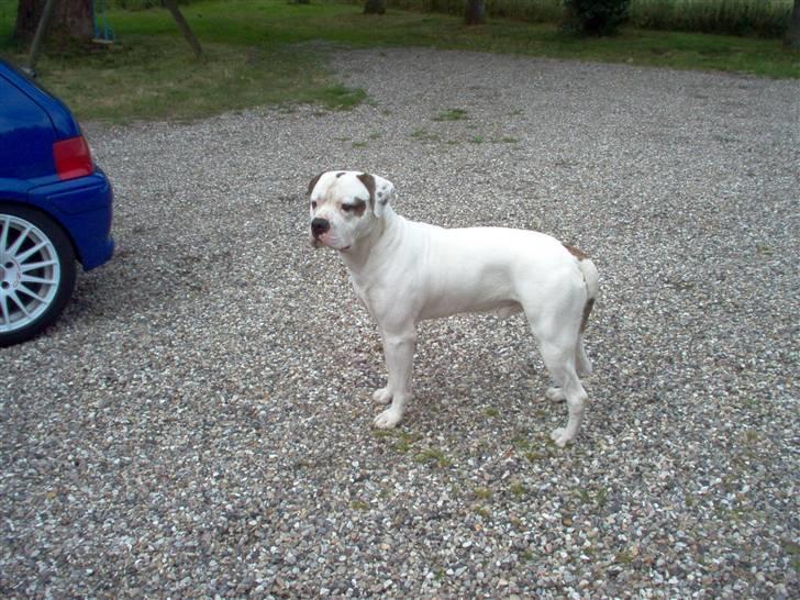 Amerikansk bulldog Batman Hector - Stiller gerne op for fotografen :-) billede 10