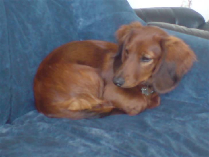 Gravhund Magnus billede 8