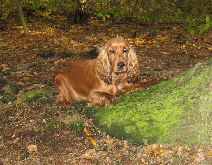 Cocker spaniel <3 Kit <3 - Ligger jeg ikke bare fint?? billede 15