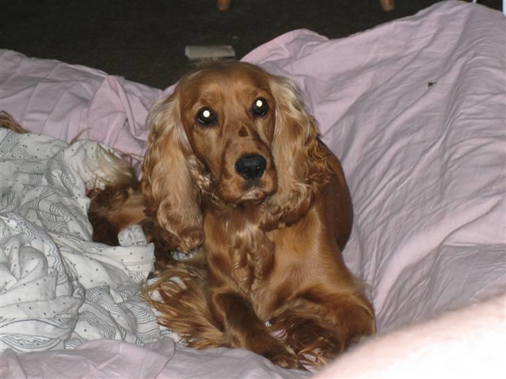 Cocker spaniel <3 Kit <3 - Hvorfor var det lige i skulle lukke luften ud af madrassen??? jeg lå lige så godt billede 16