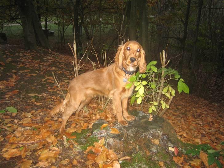Cocker spaniel <3 Kit <3 billede 17