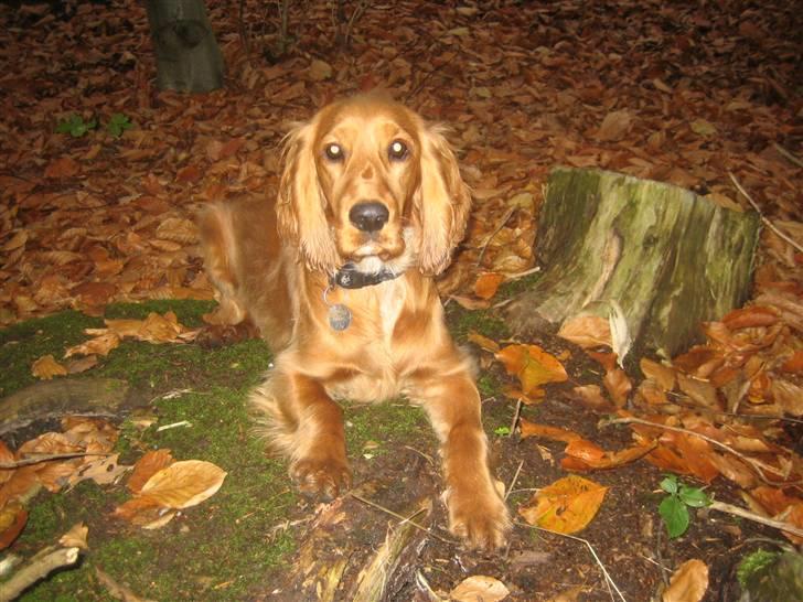 Cocker spaniel <3 Kit <3 - Det er altså bare skøøønt at være i nørreskoven billede 18