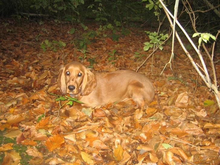 Cocker spaniel <3 Kit <3 - Det er lige før jeg går i et med bladene :) billede 19