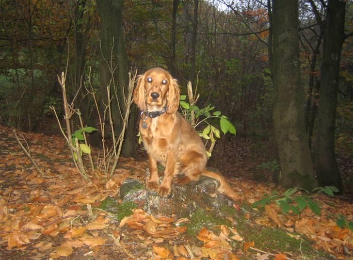 Cocker spaniel <3 Kit <3 billede 20