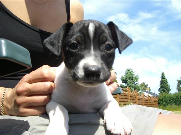 Dansk svensk gaardhund Kalo (Jinan´s Krumme) - Her er jeg så billede 1