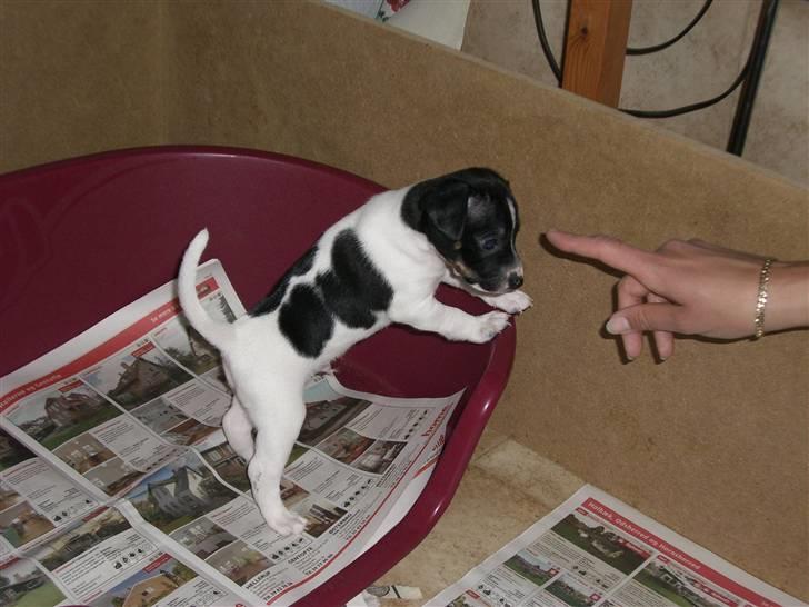 Dansk svensk gaardhund Kalo (Jinan´s Krumme) - "Phone home" som i E.T billede 2