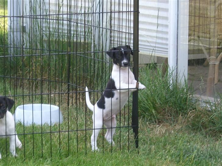 Dansk svensk gaardhund Kalo (Jinan´s Krumme) - Er jeg i fængsel? billede 3