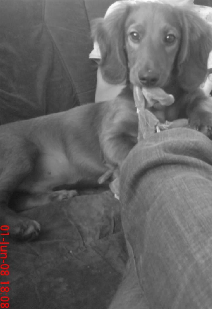 Gravhund Magnus billede 9