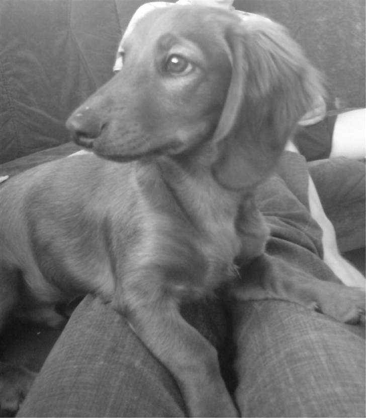 Gravhund Magnus billede 10