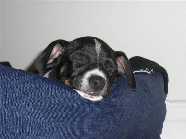 Dansk svensk gaardhund Kalo (Jinan´s Krumme) - ZZZZZZZzzzzzzzzz billede 4