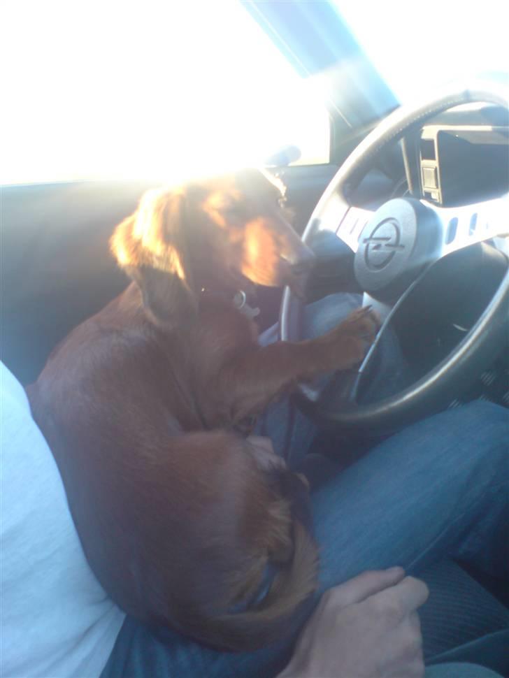 Gravhund Magnus billede 11