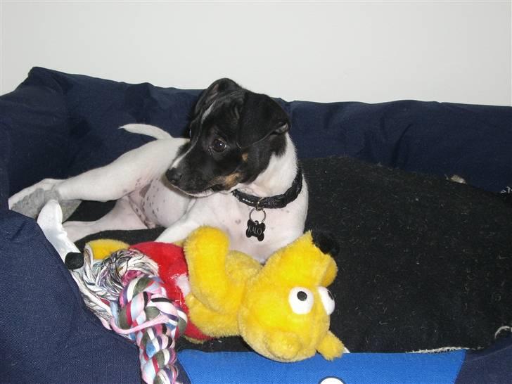 Dansk svensk gaardhund Kalo (Jinan´s Krumme) - Er der mere legetøj? billede 5