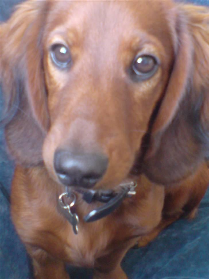 Gravhund Magnus billede 12