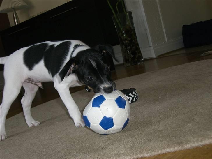 Dansk svensk gaardhund Kalo (Jinan´s Krumme) - Min bold billede 6