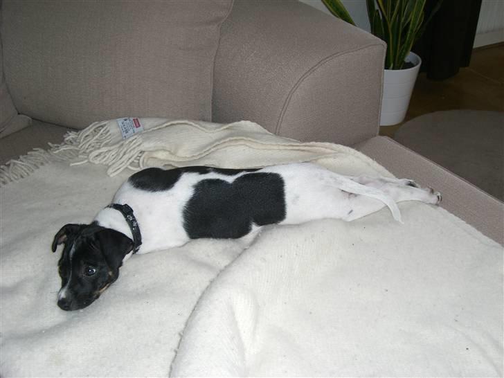 Dansk svensk gaardhund Kalo (Jinan´s Krumme) - Hvor er mine forben? billede 7