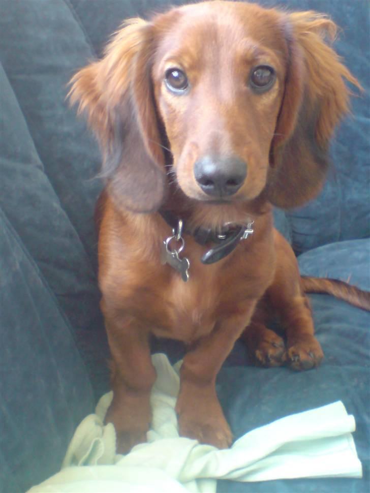 Gravhund Magnus billede 13