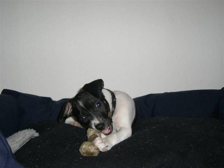 Dansk svensk gaardhund Kalo (Jinan´s Krumme) - Mit kødben billede 8